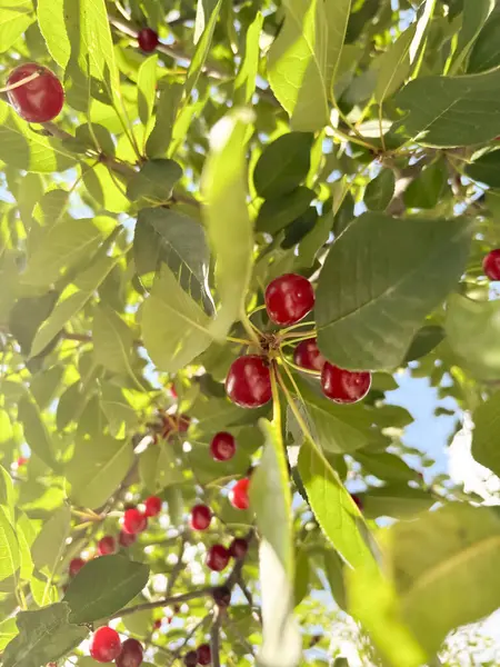 stock image Cherry on a tree. The light falls on the leaves and berries of cherries. Among the green leaves of the village, you can see red cherry berries.