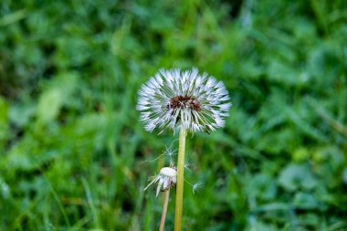 closeup of a wet dandelion after a rain against a blurred green background