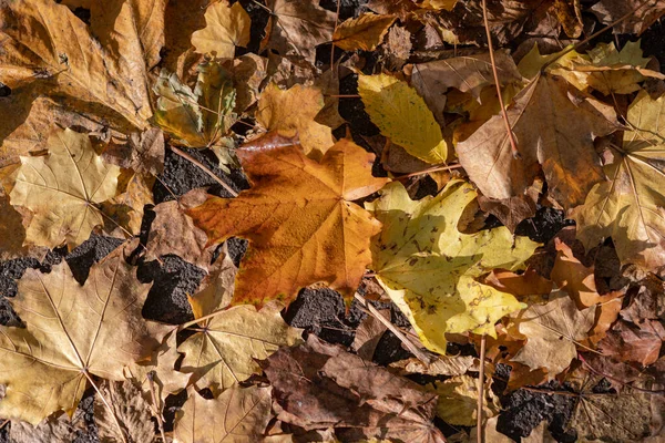 autumnal foliage from a maple tree along a path in various tones