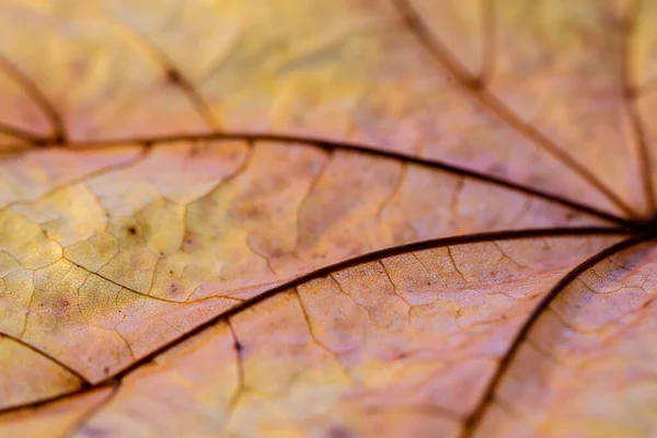 Macro Shot Autumn Maple Leaf — Stockfoto
