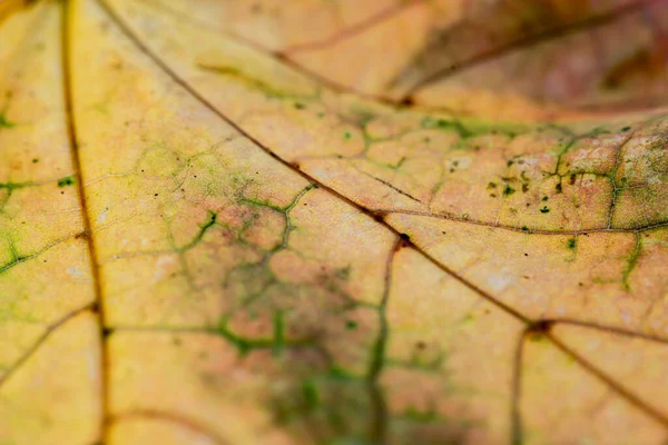 Μακροσκοπική Λήψη Φθινοπωρινού Φύλλου Σφενδάμου — Φωτογραφία Αρχείου