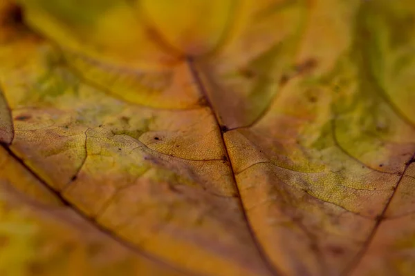Macro Shot Autumn Maple Leaf — Foto Stock
