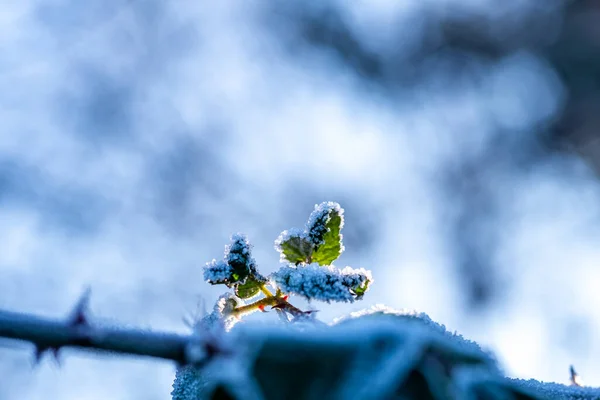 얼어붙은 서리와 결정이 나뭇가지에 잎들이 배경에 — 스톡 사진