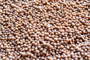 Hardal tohumlarına yakın çekim