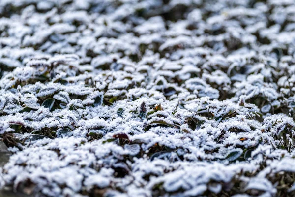 Крупным Планом Снега Инея Небольших Листьях — стоковое фото