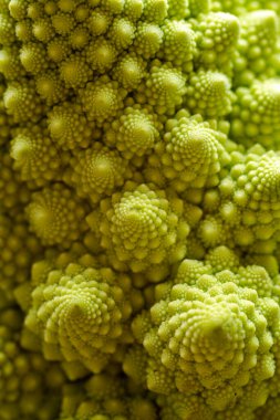 Romanesco Brassica oleracea karnabahar 'ın Macro çekimi