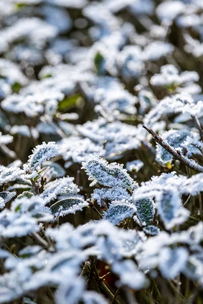 Aproape Zăpadă Răgușeală Frunze Mici — Fotografie, imagine de stoc