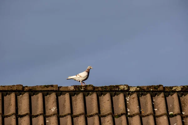 Pigeon House Roof Dark Sky — Stock Photo, Image