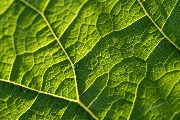 Bir Bitkinin Yeşil Yaprağının Işığa Karşı Makro Görüntüsü — Stok fotoğraf