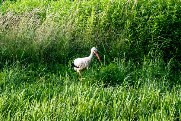 Stork Looking Food Green Meadow — Stock Photo, Image