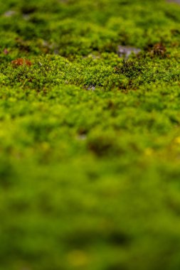 Güneş ışığında yeşil yosunlara yakın çekim