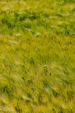 Yaz güneşinde bir tahıl tarlasına yakın çekim