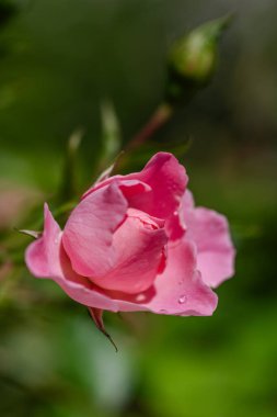 Pembe bir gül çiçeğinin yakın plan görüntüsü bulanık bir arkaplanda 