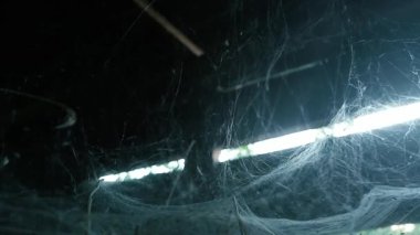 Rüzgarla birlikte büyük bir ağ sallanıyor. Esrarengiz karanlık ışıklandırmalı ürkütücü bir video. Korkunç bir örümceğin yuvası. stok web videosu.