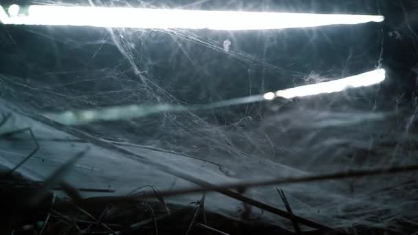 Lugar Espeluznante Terrible Con Arañas Telarañas Hierba Seca Video Con — Vídeos de Stock