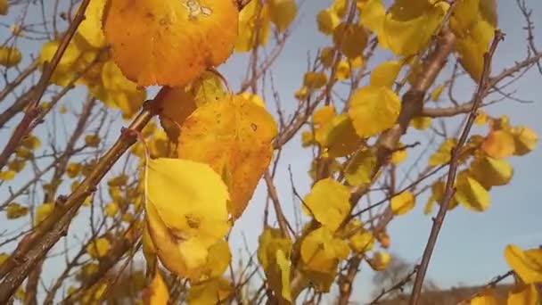하늘을 배경으로 가을철의 분위기가 떨어지기 Stock Full Video — 비디오