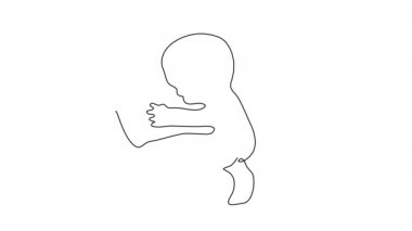 Bir embriyoyu beyaz ekranda tek bir çizgide çizmek. Hamile bir kadının ultrasonu konsepti. Alfa kanallı gelişmekte olan bir fetüsün 4K stok videosu. Tıbbi beyaz tahta canlandırması.