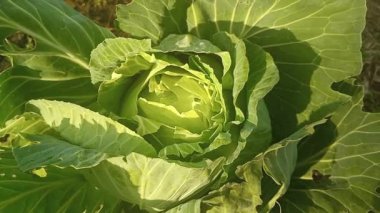 Gün batımında büyük yapraklı lahana. Sebze bahçesindeki malzemelerin HD stok videosu..