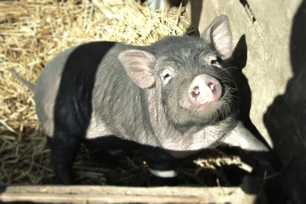 Little black pig. Sunny weather in the village. Cheerful Vietnamese pig in the barn.