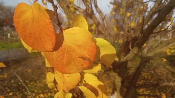 Vindblåsande Gula Löv Trädet Hösten Bakgrund Bruna Orange Toner Lager — Stockvideo