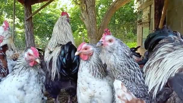 Evcil Tavukların Videosu Çiftlik Kuşunun Olan Bir Ahırın Stok Videosu — Stok video