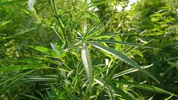 Cannabis Büsche Mit Verschwommenem Hintergrund Eine Große Plantage Einer Rauschgiftpflanze — Stockvideo