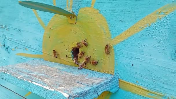 Bienen Fliegen Mit Der Sonne Einen Blauen Bienenstock Archivvideo Einer — Stockvideo