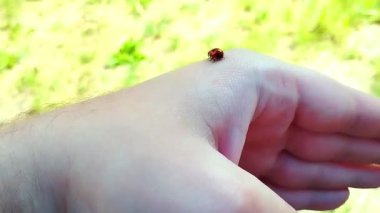 Coccinellidae erkeklerin elinden havalanıyor. Anın ve hayatın güzelliği ile ilişkilendirilmiş sevimli bir böcek uçuşu. Bir Coccinellidae stok video tam HD.