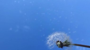 Mavi gökyüzünde dağınık karahindiba tohumları. Doğanın güzelliği ile stok ışığı videosu. Karahindiba ve kuş tam HD mesafede uçuyor..