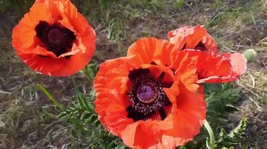 Kırmızı gelincikler rüzgarda sallanıyor. Olgun, açık haşhaş stoklama videosu. Hafızayı, kaybı, anıları, uyuşturucuları, tatlılığı simgeleyen güzel bir çiçek..