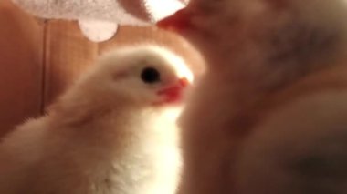 Kutuda koşan çok renkli tatlı piliçler. HD 'de tavuk yetiştirme videosu. Gelişmekte olan küçük bir kuş. Seçici odak.