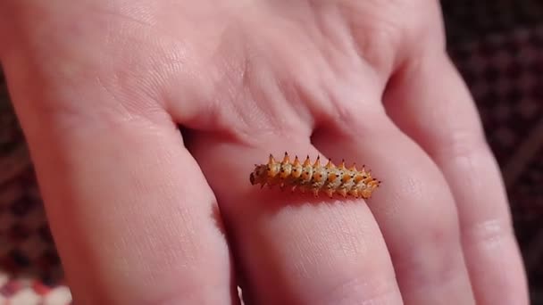 Rups Bij Hand Met Sinaasappelspikes Standaardbeelden Van Het Insect Full — Stockvideo