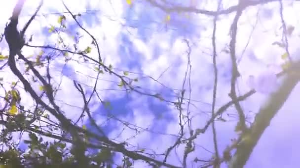 Vattnets Darrande Med Vinrankornas Spegelbild Stockvideo Med Naturlig Bakgrund För — Stockvideo