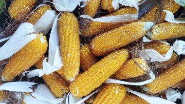 Küçük mısırlı arka plan. Yüksek kaliteli stok fotoğrafı.