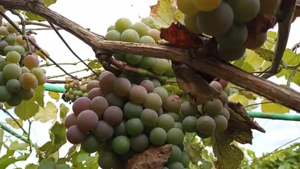 Winogrona Plantacji Koncepcja Tworzenia Wina Produkcji Wina Zdjęcie Wideo Odmianą — Wideo stockowe