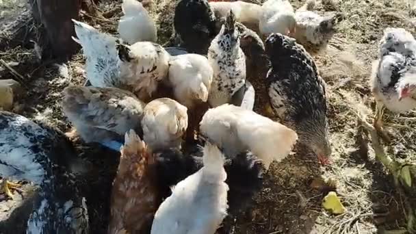 Jonge Kippen Eten Een Kudde Bij Zonsondergang Voorraadvideo Van Pluimveevoeder — Stockvideo