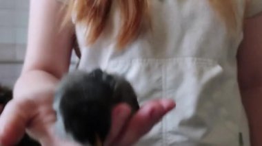 Kız, civcivin kanatlarını çırpmasını sağlıyor. Tavuk uçuş konsepti. Kümes hayvanlarının HD ile çekilmiş şirin bir video..