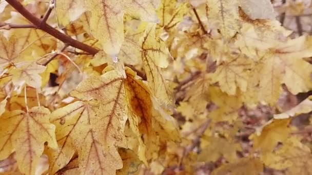 Jesienny Materiał Filmowy Liśćmi Drzewach Tło Żółtymi Liśćmi Rozdzielczości Full — Wideo stockowe