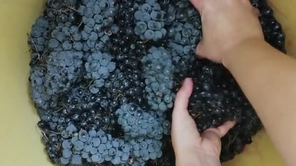 一个女孩把蓝色的葡萄放在罐头里揉碎 全Hd自制葡萄酒的库存视频 加压果汁发酵的自制葡萄酒工艺的长视频 — 图库视频影像