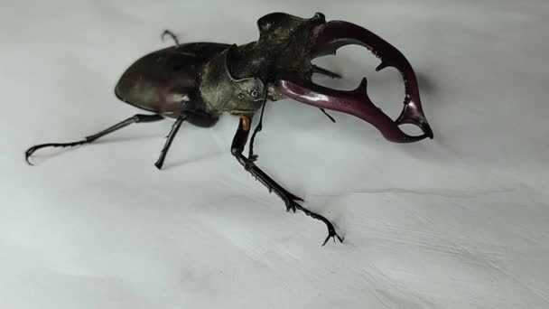 白色背景上的甲虫 全高清罕见昆虫的影像 — 图库视频影像