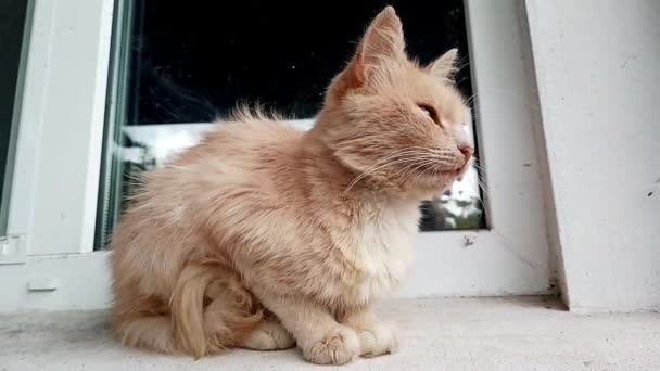Seekor Kucing Domestik Merah Duduk Ambang Jendela Video Lucu Dengan — Stok Video