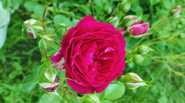 Çiçek açan kırmızı gül. Yüksek kaliteli stok fotoğrafı.