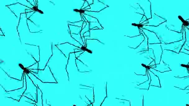 Rotating Spiders Long Legs Blue Screen Looped Background Insects Halloween — Stock Video