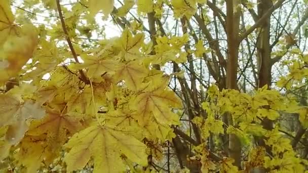 Φθινόπωρο Απόθεμα Βίντεο Φύλλα Στα Δέντρα Ιστορικό Κίτρινα Φύλλα Full — Αρχείο Βίντεο