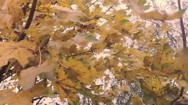 Ağaçlarda yapraklar olan sonbahar stok videosu. Sarı yapraklı arka plan tam HD.