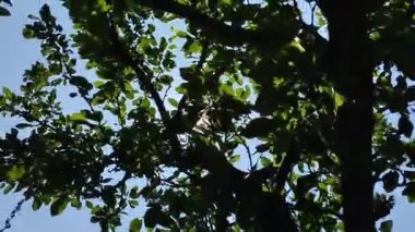 Güneş ışınları ağacın yapraklarını delip geçiyor. Yaz günbatımının tam HD video kaseti.