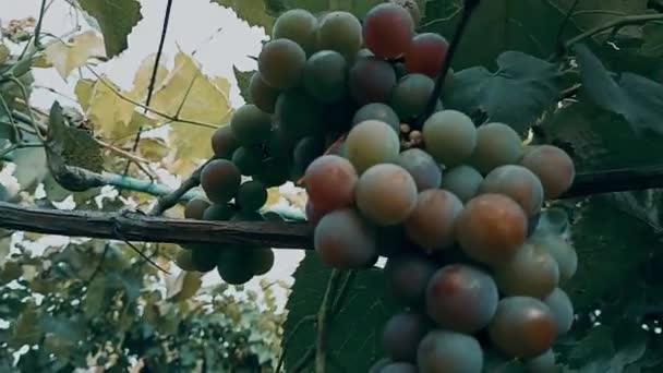 プランテーションのブドウ ワインとワイン造りのコンセプト フレーム内のリディア多様なストックビデオ — ストック動画