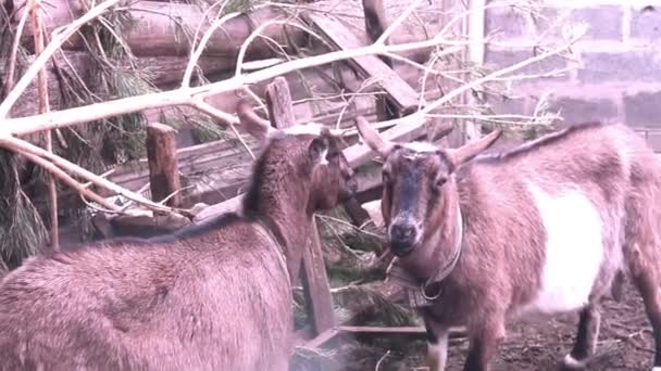 Two Goats Eaten Pine Tree Stock Video Farm Animals Full — Stock Video