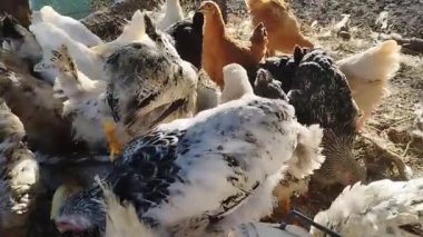Genç tavuklar gün batımında sürü halinde yerler. Kümes hayvanlarının tam HD beslenme videosu.