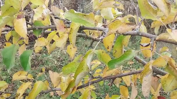 Herbst Stock Video Mit Blättern Auf Bäumen Hintergrund Mit Gelben — Stockvideo